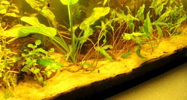 substrate.JPG