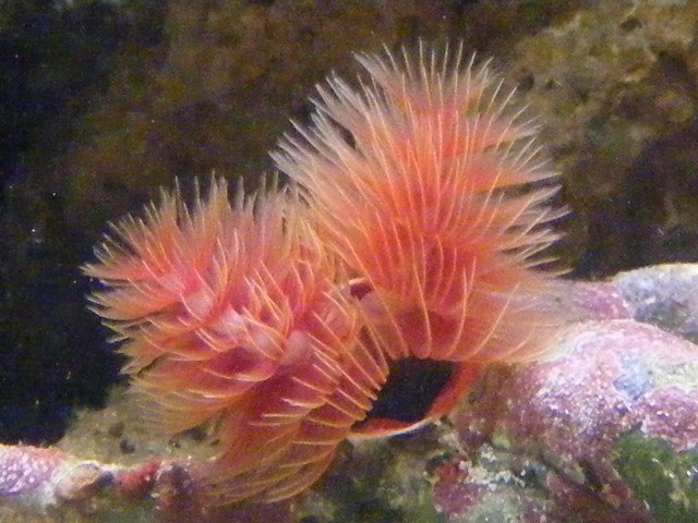 2008_0226tank0008.JPG