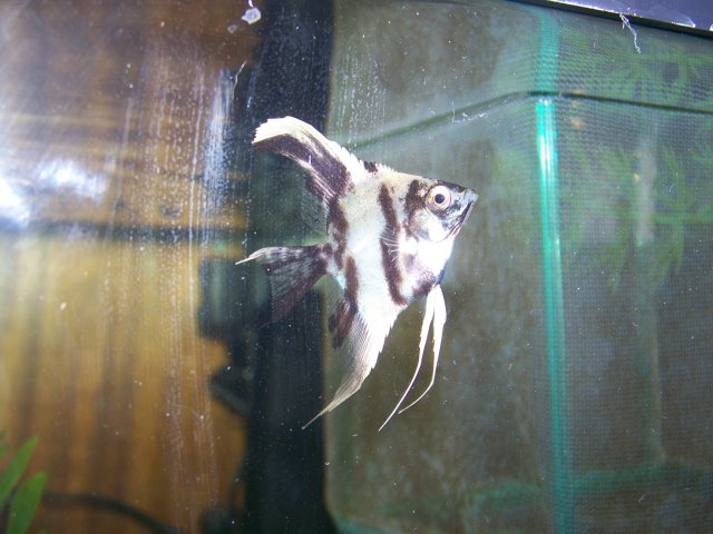 angelfish 001.jpg