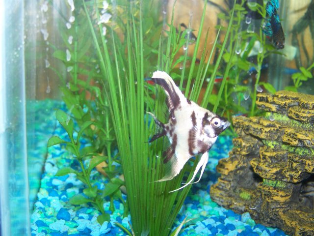 angelfish 002.jpg