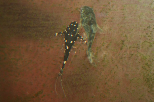 Pleco 005.jpg