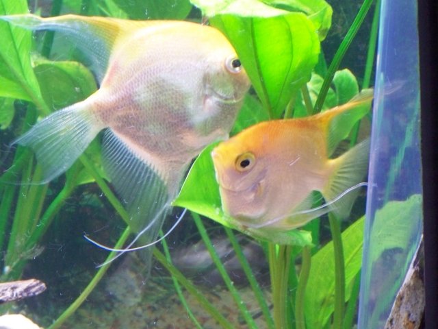 103_0142.JPG 103_0142.JPG