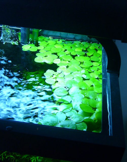 frogbit.jpg