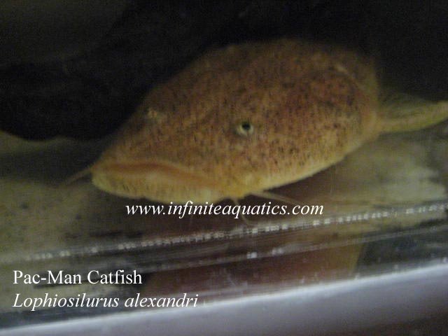 Pacman Catfish Lophiosilurus Alexandri.jpg