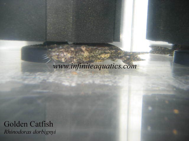 Rhinodoras dorbignyi  Catfish.jpg