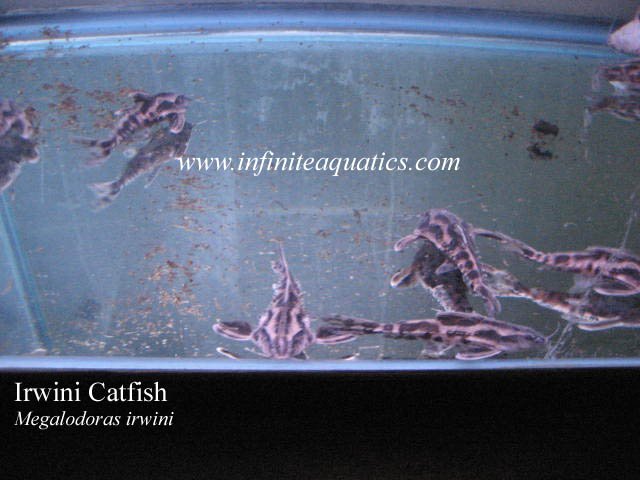 Irwini Catfish.jpg