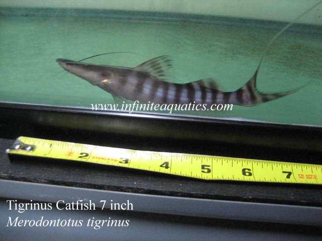 Tigrinus 7 inch.jpg