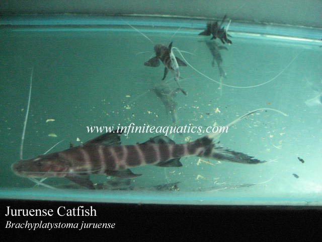 Juruense Catfish.jpg