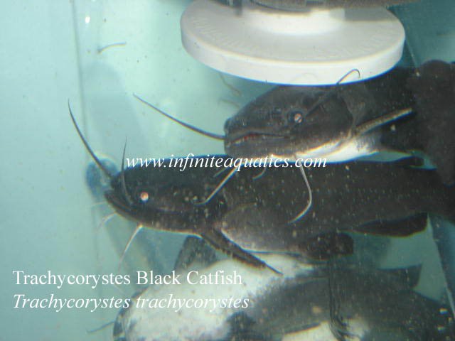 Trachycorystes trachycorystes.jpg