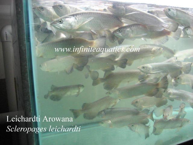Leichardti Arowana Large.jpg
