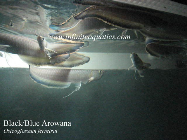 Black Arowana.jpg