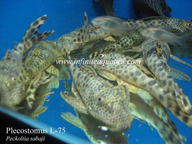 Pleco L75.jpg
