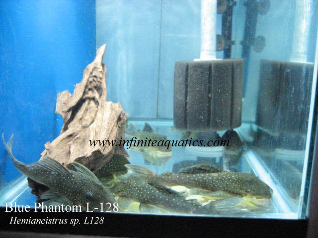 Blue Phantom L128.jpg