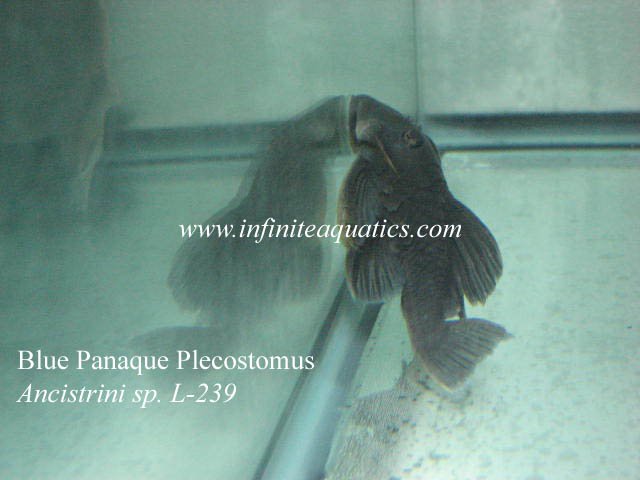 Blue Panaque L239.jpg