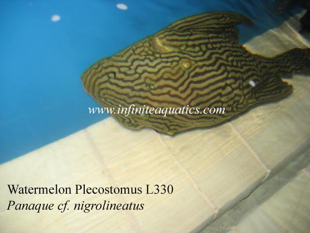 Watermelon Pleco Large.jpg