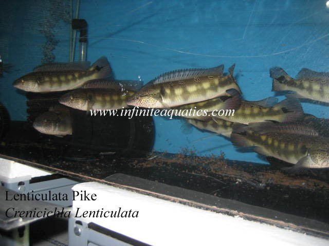 Crenicichla Lenticulata.jpg