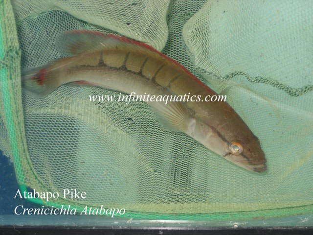 Crenincichla atabapo.jpg