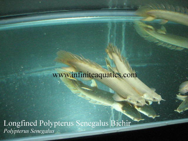 Longfined Polypterus Senegalus.jpg