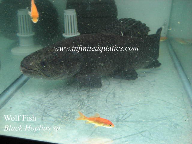 Black Hplias 16 inch.jpg