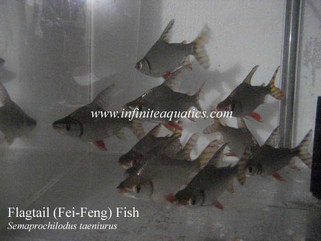 Flagtail Semaprochilodus taeniurus.jpg