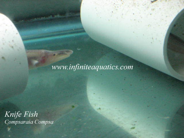 Knife Fish Compsaraia Compsa.jpg