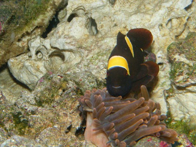 2008_0325tank0025.JPG