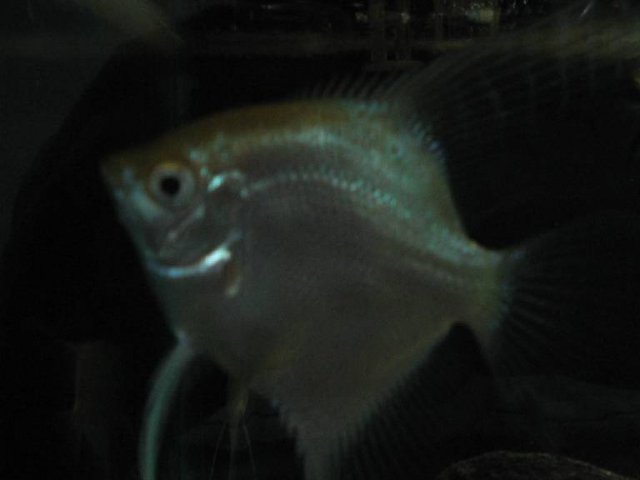Resized_Female Gold Angelfish(Picture taken in Jan. 12; 10PM).jpg