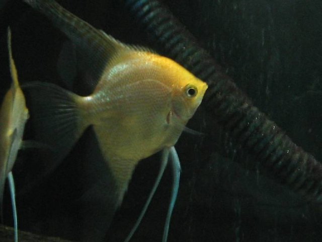 Resized_Male Gold Angelfish.jpg