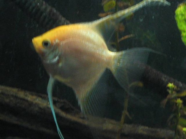 Resized_Male Gold Angelfish 3.jpg