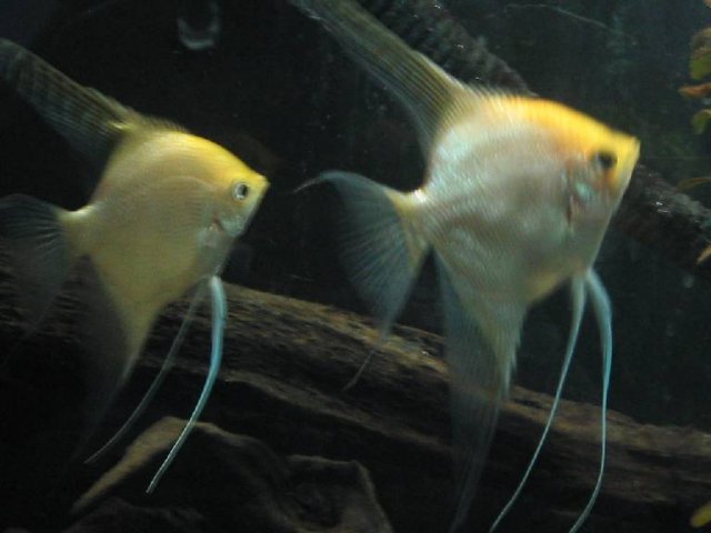 Resized_Breeding Pair.jpg