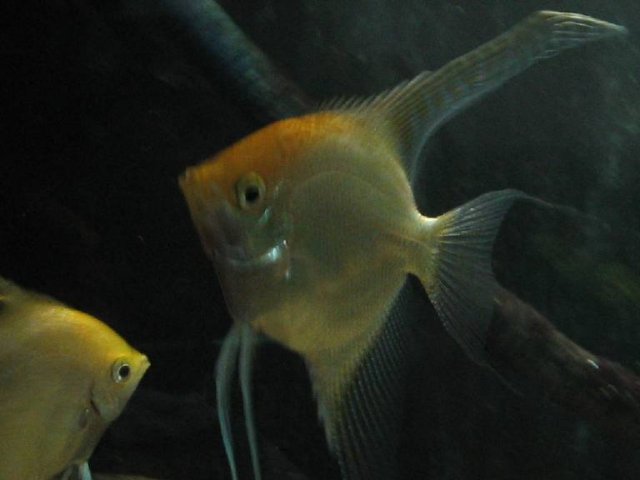 Resized_Breeding Pair 2.jpg