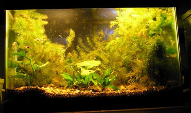 desk tank harlequins day 1.JPG