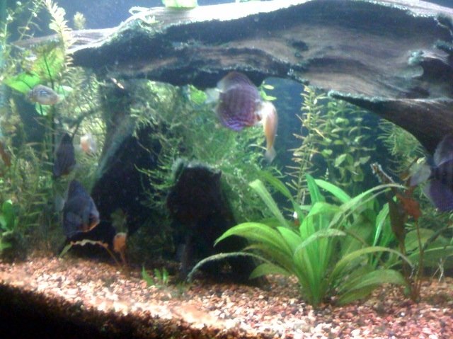 wide tank view march 25.JPG