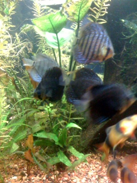 discus group dark.JPG discus group dark.JPG