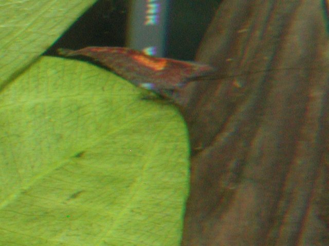 PIC00016.JPG