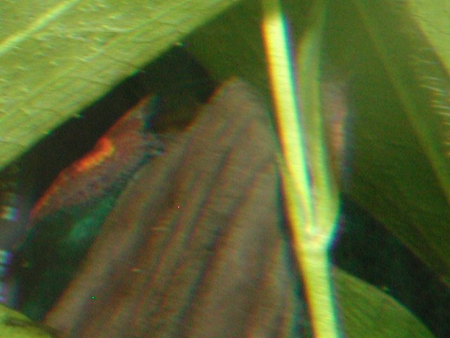 PIC00017.JPG
