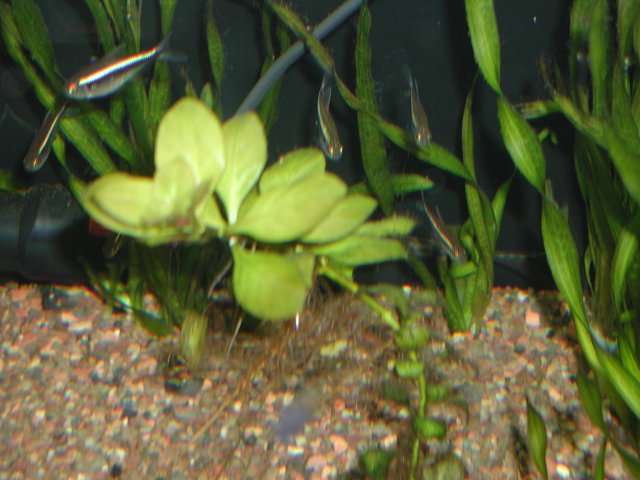 PIC00022.JPG