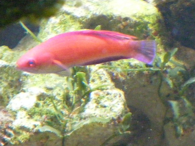 2008_0326tank0026.JPG