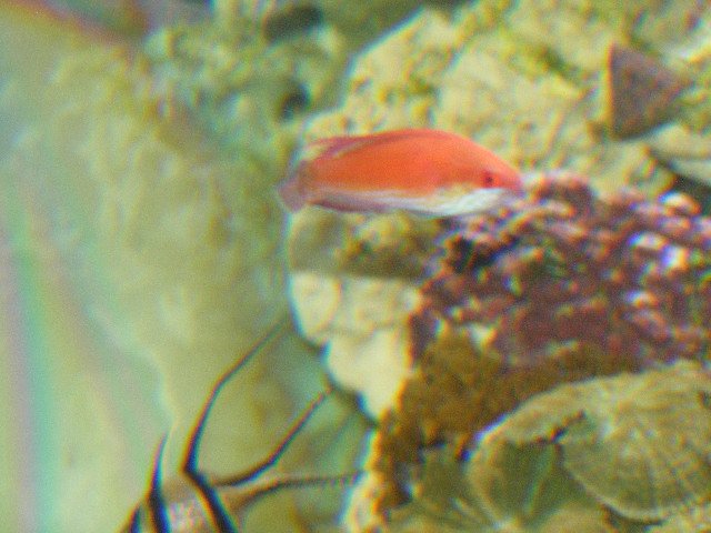 2008_0326tank0002.JPG