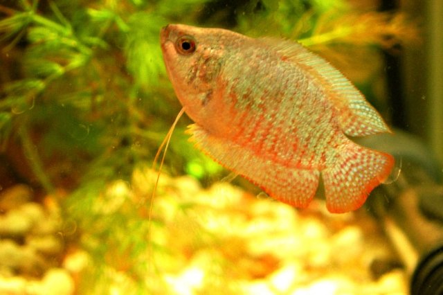 blue gourami 2.JPG blue gourami 2.JPG