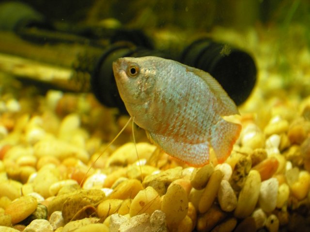 blue gourami 1.JPG blue gourami 1.JPG