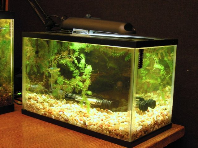 5 gallon tank day 1 gourami small image.JPG 5 gallon tank day 1 gourami small image.JPG