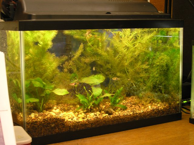 rasbora tank day 2 corys added.JPG rasbora tank day 2 corys added.JPG