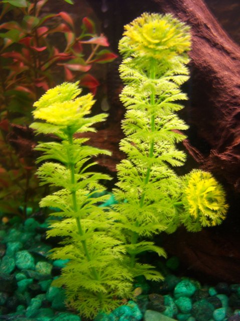 100_0975.jpg 100_0975.jpg