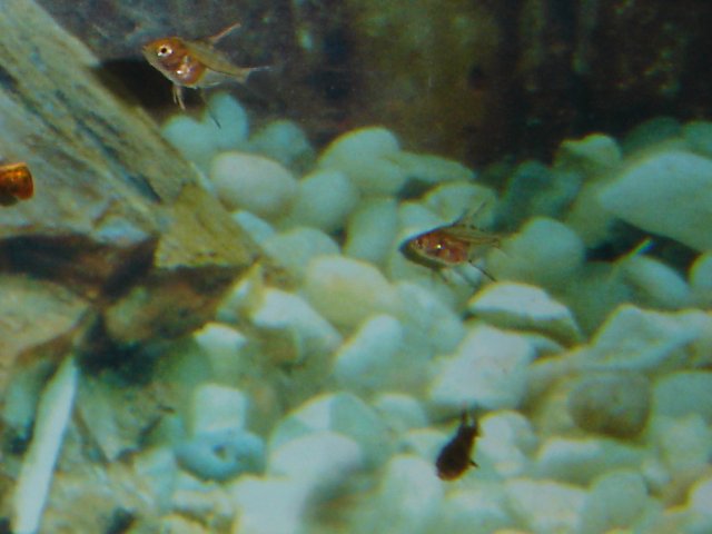 fish 011.JPG