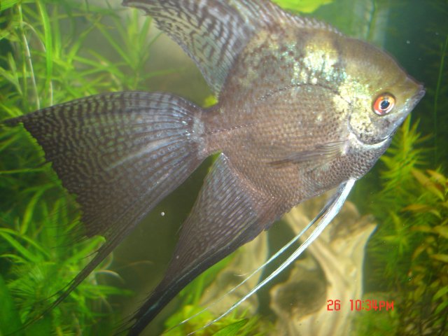 fish 007.JPG