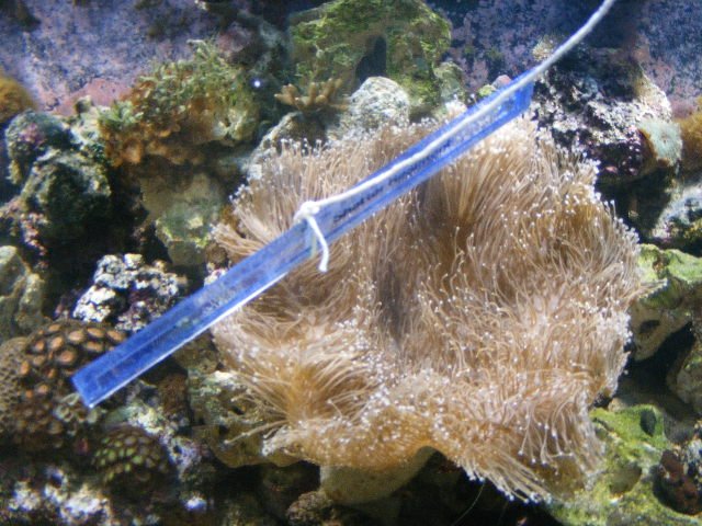 2008_0327tank0003.JPG
