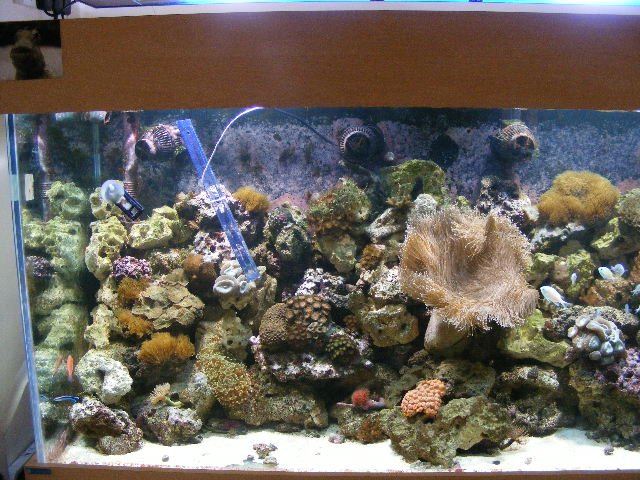 2008_0327tank0006.JPG