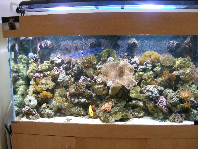 2008_0327tank0004.JPG