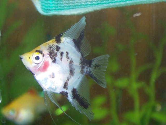 Angelfish- Feb.9 003.jpg